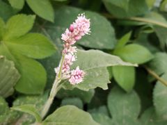 -芜湖方特东方神画