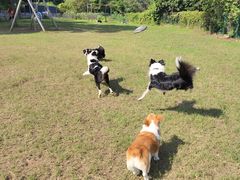 -趣多多宠物公园·宠物训犬学校·宠物寄养