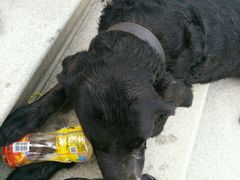 毛孩子-西太湖揽月湾