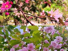 -长白岛森林公园