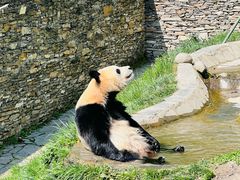-卧龙中华大熊猫苑神树坪基地