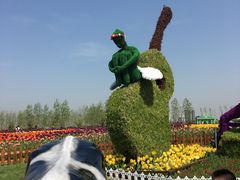 -荷兰花海