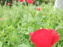 -广西壮族自治区药用植物园