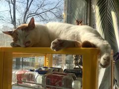 -平行世界·猫咖(首经贸店)
