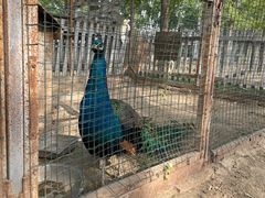 -意大利农场度假村