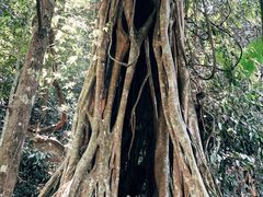 -中国科学院西双版纳热带植物园