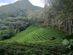 -雁南飞茶田景区