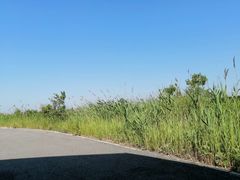 -盐城丹顶鹤湿地生态旅游区