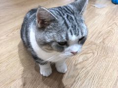 -1013 PET SHOP精品宠物商店(丁香店)