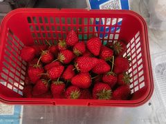 -大自然农场蔬菜草莓采摘园