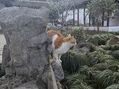 -上海醉白池公园