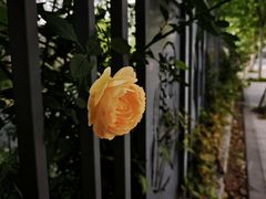 -杭州观成实验学校