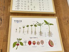 -Torch Coffee 炬点咖啡