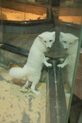 -未来动物城主题公园(正弘城店)