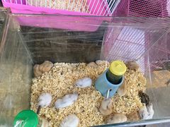 -曲阳花鸟市场(曲阳路店)