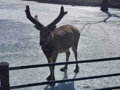 -沈阳森林动物园