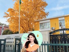 -三里屯东五街银杏大道