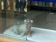 -大连森林动物园