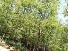 -金龙寺国家森林公园