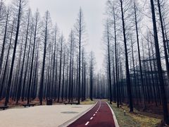 -黄海国家森林公园