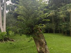 -中国科学院西双版纳热带植物园