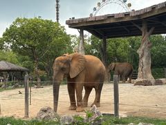 -上海野生动物园老虎餐厅