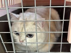 -贝康宠物医院·犬猫全科·小动物特色诊疗中心(东环路店)