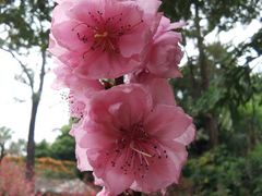-桃花涧