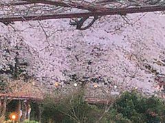 -嘉定紫藤园