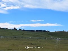 -御道口草原森林风景区