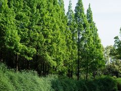 -成都南湖公园