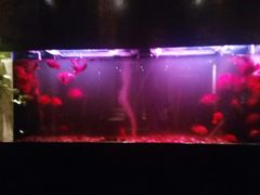 -大唐盲人按摩中心(黄山路店)