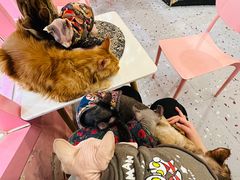 -喵匠猫主题咖啡(凯德和平广场店)