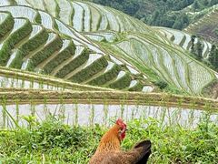-龙脊梯田