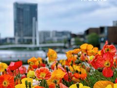-映月湖中央公园