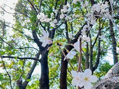 -高东镇樱花园