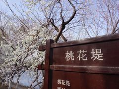 -桃花堤公园