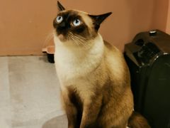 -猫儿山۰猫主题餐厅