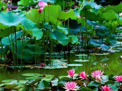 -国家植物园南园