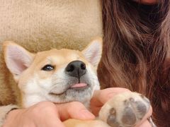 -浣熊柯尔鸭土拨鼠·电玩咖