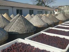 -苏州市吴中区光福窑上花果蜜饯厂