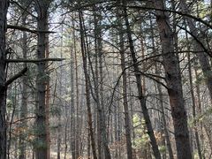 -帽儿山国家森林公园