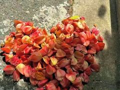 -春花秋色城市公园