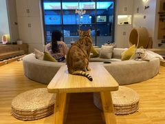 大堂-啵啵喵·猫咖(攀华国际店)