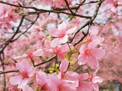 -天适樱花悠乐园