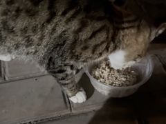 -宠物星动物医院·眼科·异宠·猫科(江南大道总院)