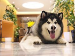 -喵汪宠物生活馆(涞坊路店)