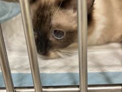 -艾吉宠物医院·疑难杂症转诊中心·猫友好(碧江路院)