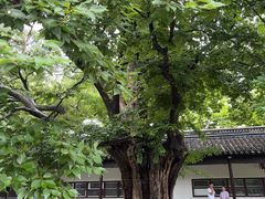 -苏州文庙(姑苏区)