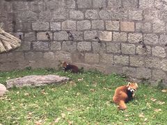 -上海野生动物园老虎餐厅